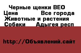 Черные щенки ВЕО › Цена ­ 5 000 - Все города Животные и растения » Собаки   . Адыгея респ.